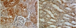 EGF Antibody (RM0078-2M13) - Azide and BSA Free, Novus Biologicals 0.1
